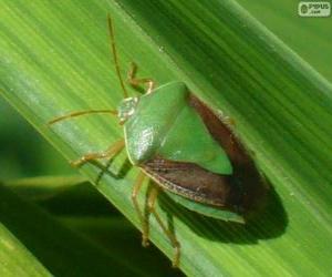 yapboz Green Stink Bug